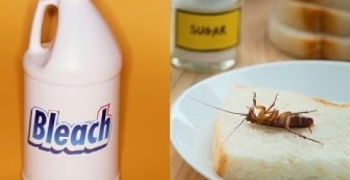 Get Rid of Roaches by Using These 6 Proven Home Remedies