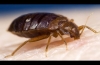 7 Effective Home Remedies For Bed Bugs (GET RID OF THEM FAST!)